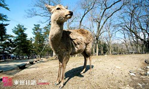 日本奈良公园-日本旅游景点